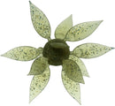 HIDEUP Coike Fish Gill M (Medium) creature bait, Green Gill color