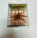 Skinny Bear Shake 'Em Up 19mm Urchin Bait