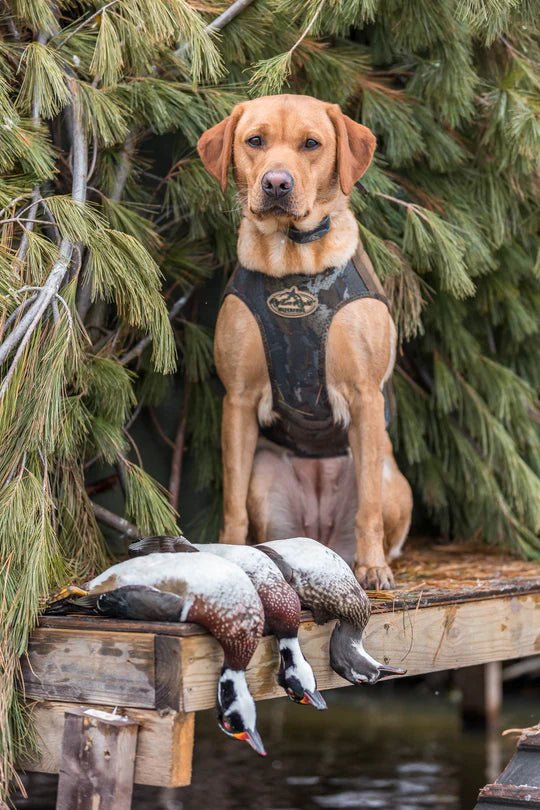 Rig'em Right Bloodline Elite Dog Vest- Mossy Oak® Blades - JOOTTI