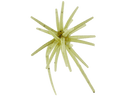 Hideup Coike Micro 5mm Creature Bait 3pkJOOTTI102 Watermelon Seed