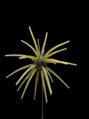 Black Label OFO 21mm TPE Soft Bait