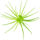 Hideup Coike 17mm Creature BaitJOOTTIChart green gold