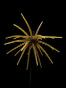 Black Label OFO 21mm TPE Soft BaitJOOTTIGreen pumpkin