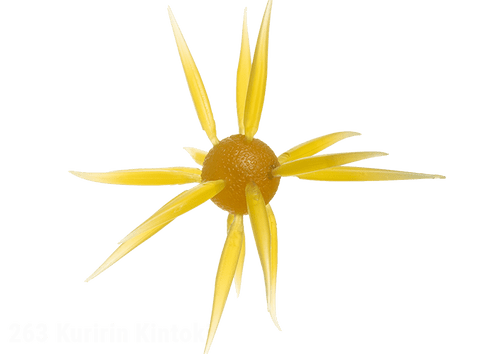 Hideup Coike Fish L (Elastomer)JOOTTIKuririn Kintoki