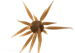 Hideup Coike Fish L (Elastomer)