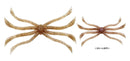 Fish Magnet OctopusJOOTTI03 Wakasagi Shrimp