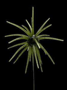Black Label OFO 21mm TPE Soft Bait