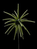 Black Label OFO 21mm TPE Soft BaitJOOTTIWatermelon