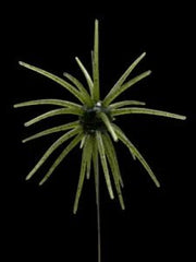 Black Label OFO 21mm TPE Soft Bait