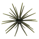 Skinny Bear Shake 'Em Up 19mm Urchin Bait