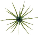 HIDEUP Coike 13mmJOOTTIWatermelon Seed 102